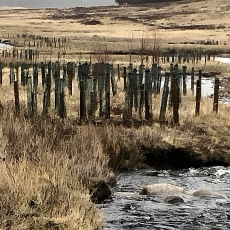 Trees planted in square enclosures alongside a stream.
