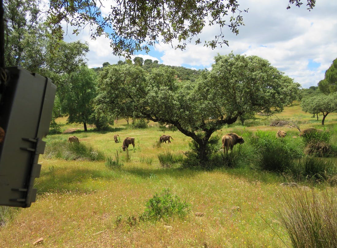 A camera trap featuring a bison herd at Encinarejo.