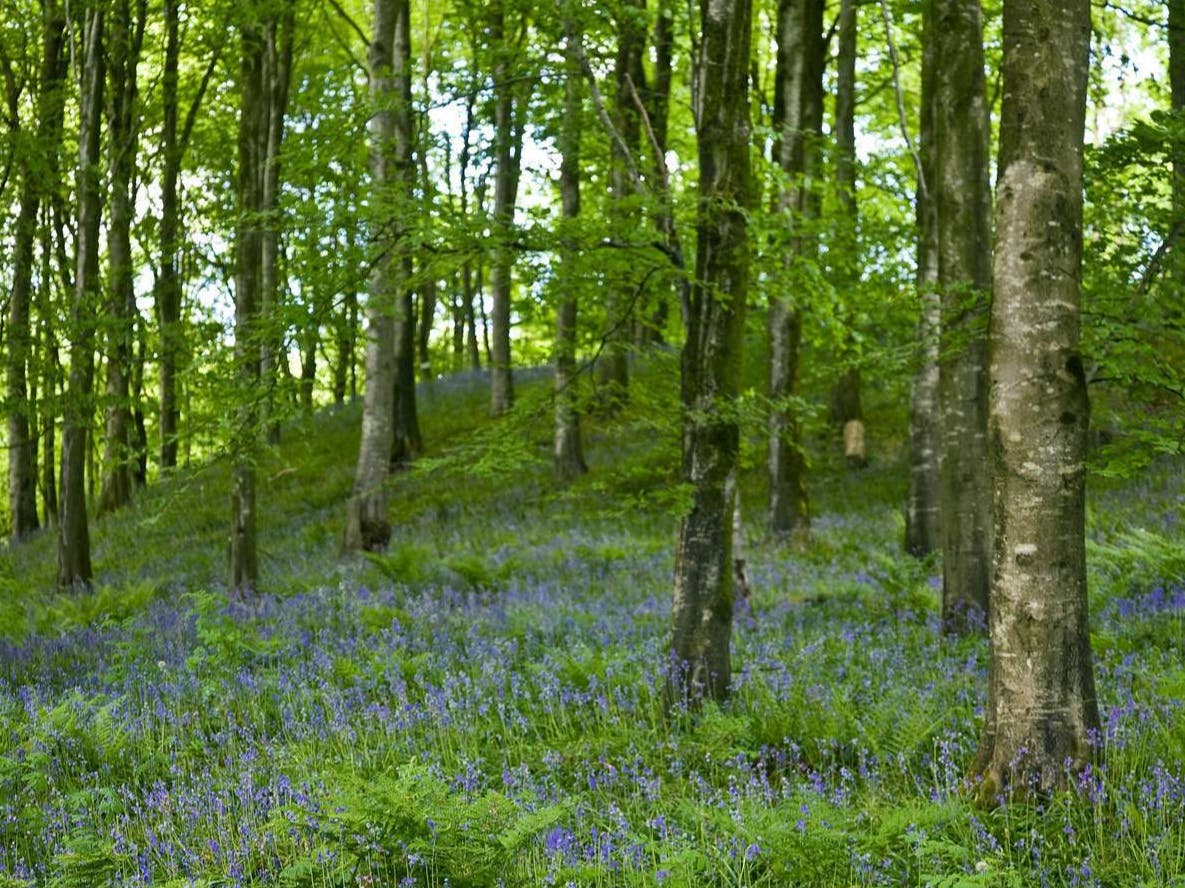 A lush forest with a carpet of wildflowers