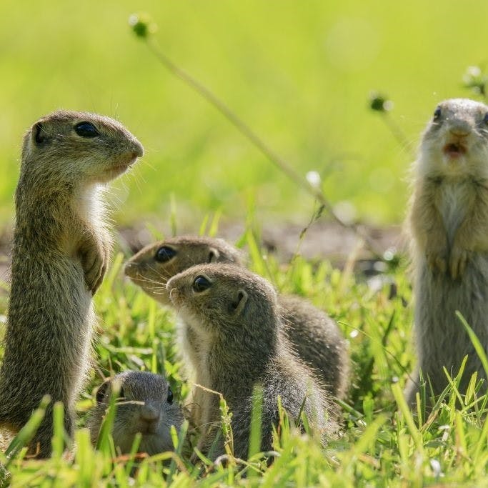 Ground Squirrels in Slovakia