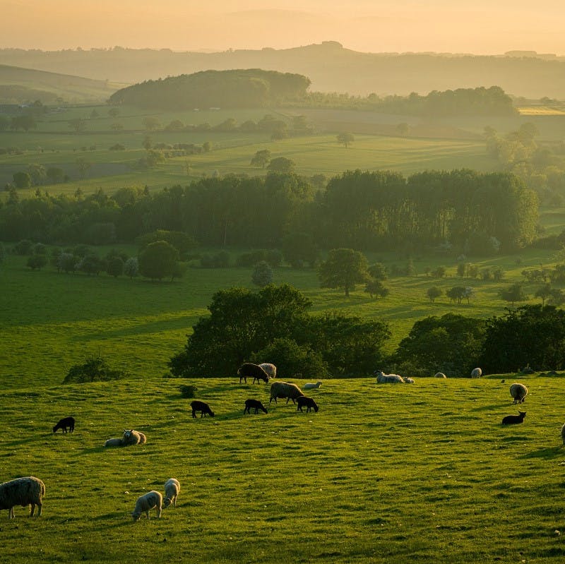 Livestock graze open fields