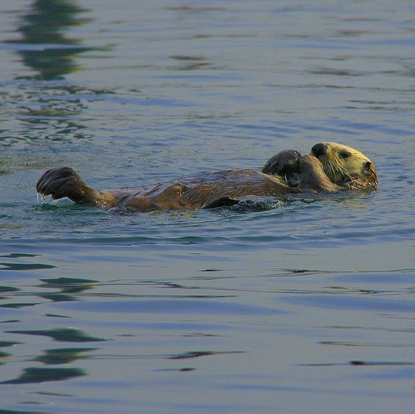 A sea otter resting in the water at Elkhorn Slough, the location of Mossy Earth's rewilding project to monitor their populations.