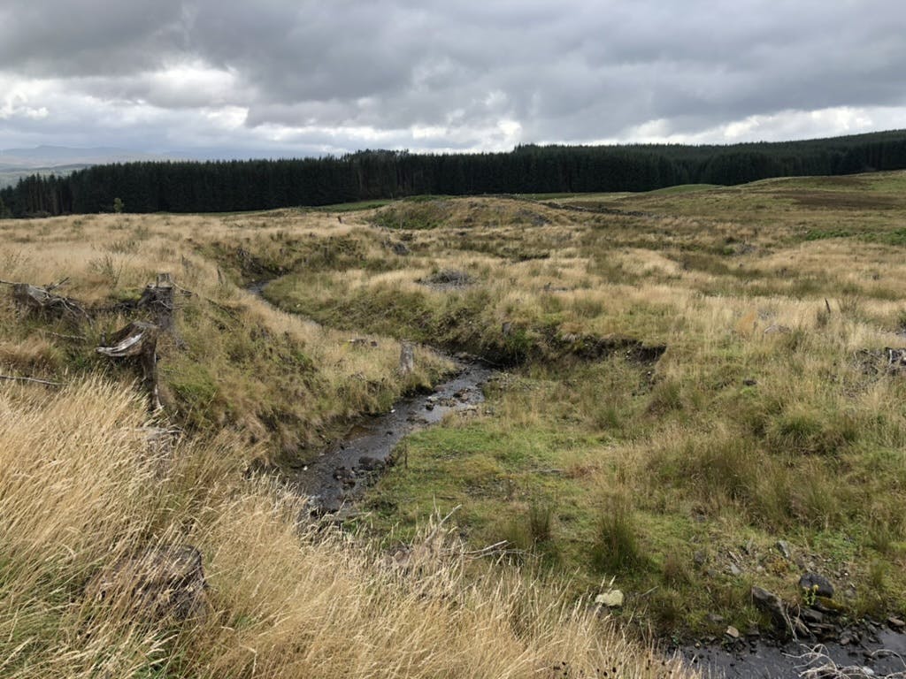 Glassie farm, the site of Mossy Earth's riparian restoration project