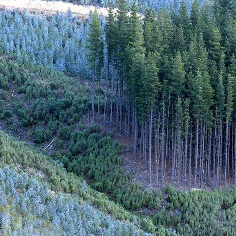 Uniform and even aged Sitka Spruce trees cover the landscape