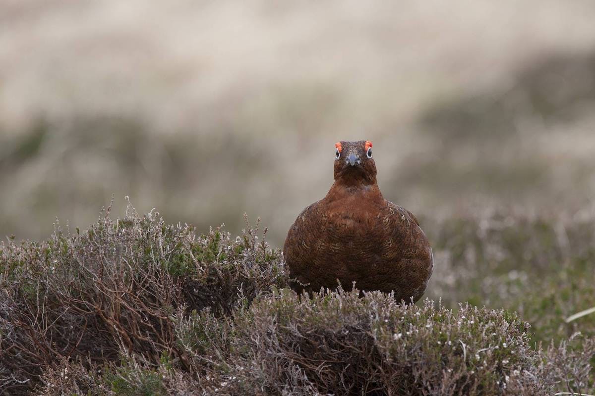 A red grouse crouches among the heather