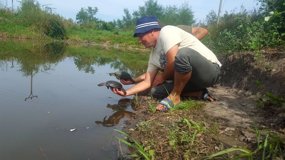 Two turtles being returned to a pond 