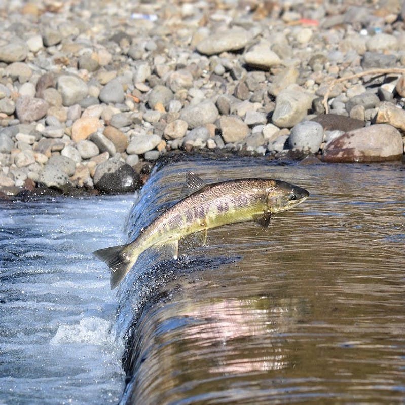 a salmon leaping upstream