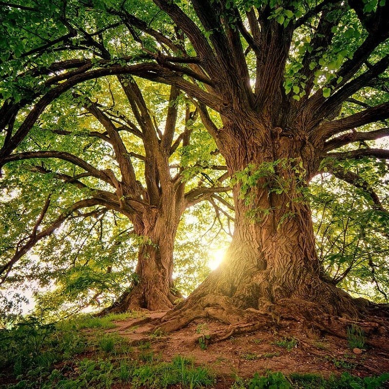 Two trees in an old growth forests with sunlight bursting through them.