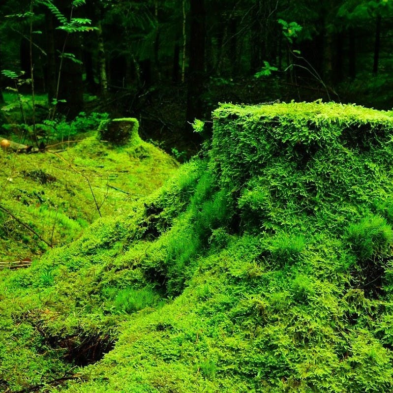 Moss covered earth in a forest.