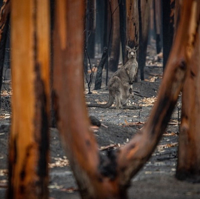 A Kangaroo is seen among the charred remains of an Australian forest.