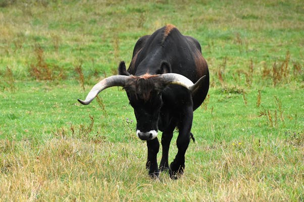 Aurochs, a super cow from the past, playing a crucial role in rewilding across Europe