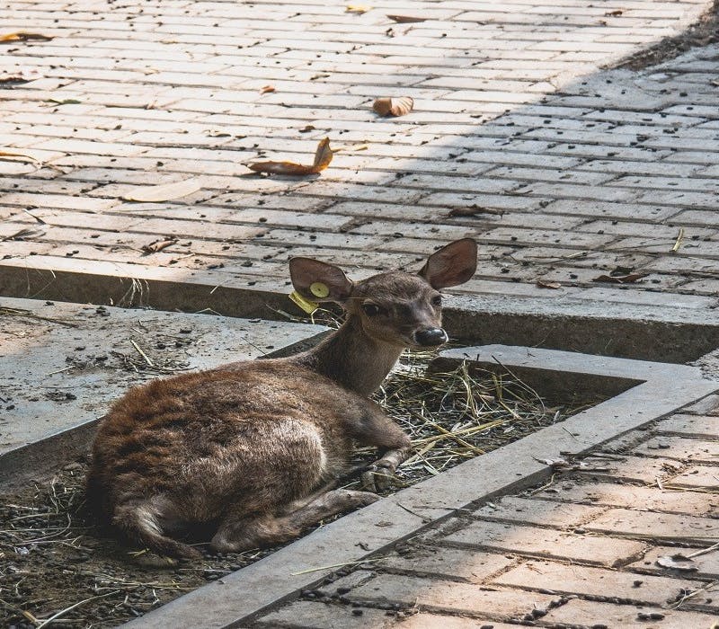 A deer sits on a small patch of dirt surrounded by concrete paving. Habitat fragmentation disconnects wild areas and therefore disrupts animals natural behaviours.