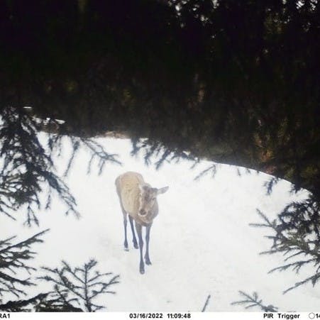 a deer in the Carpathian Mountains, a species that anti-poaching activities aim to protect.