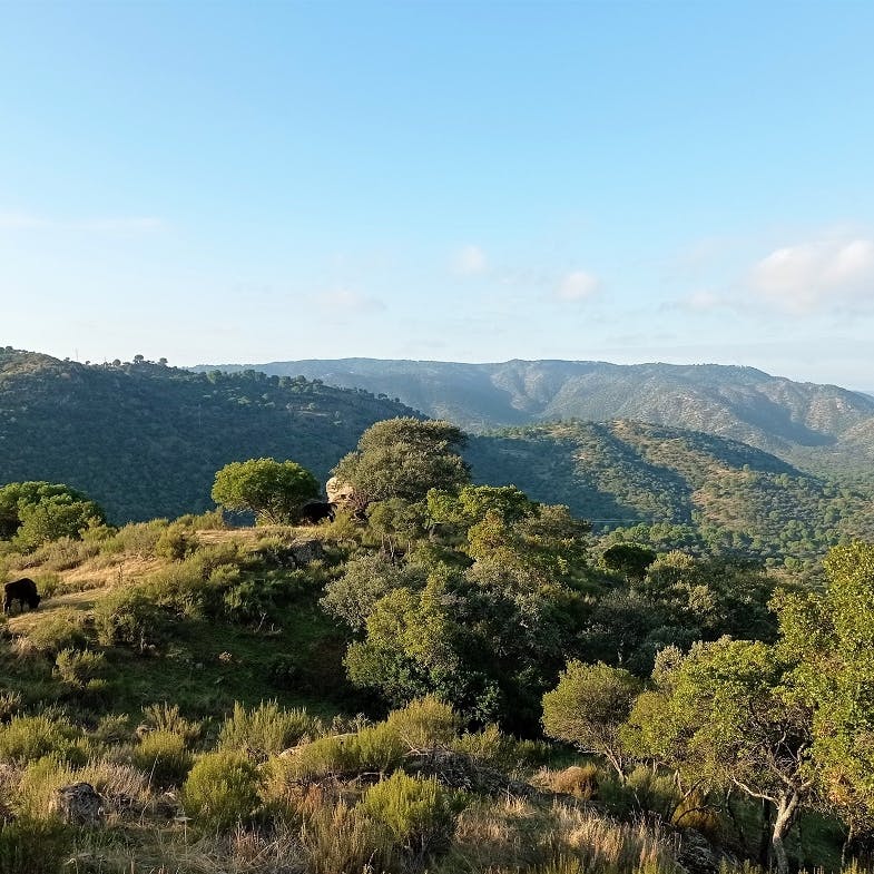 View from ‘El Encinarejo’ over the Sierra de Andújar with bison roaming the varied landscape.