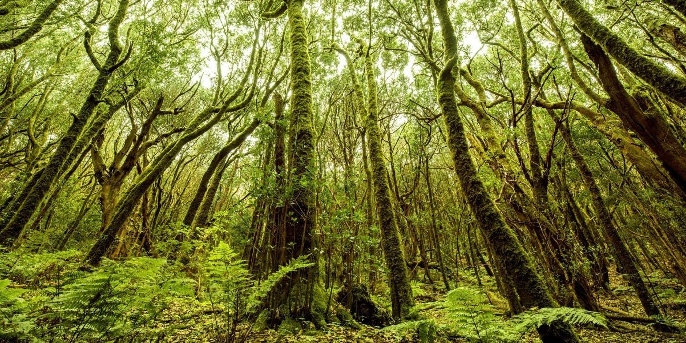 The Laurisilva forest, a thriving native forest in Europe. But such woodlands are under threat from tree extinction.