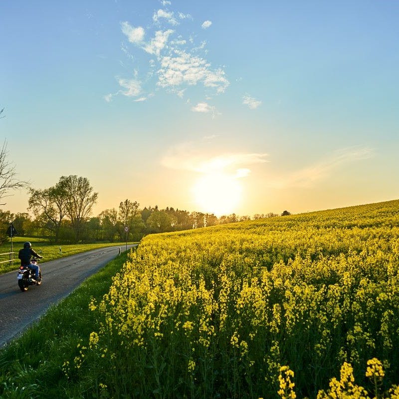 The sun setting over a rapeseed field next to a road with a motorcyclist. Such fields are veritable supermarkets where the wild boar can gorge