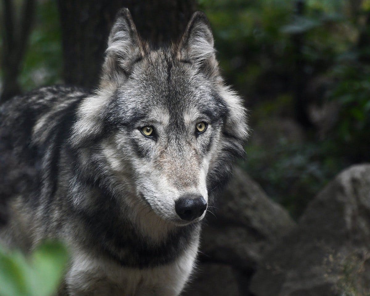 A grey wolf standing in a dark forest. People are living alongside both wolves and lynx on mainland Europe. Will we see the return of large carnivores to the UK?