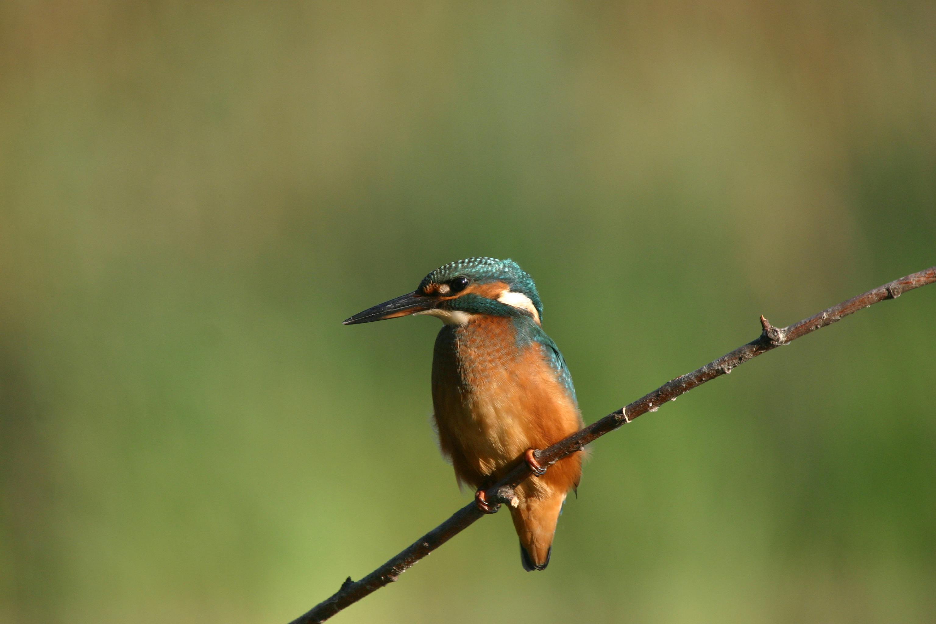 A kingfisher perched on a branch. At Mossy Earth, we focus on improving the state of the ecosystem rather than optimising carbon sequestration rates.