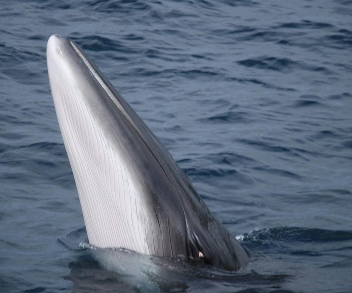 A minke whale's head emerges from the ocean. A common sighting off Irish coasts.