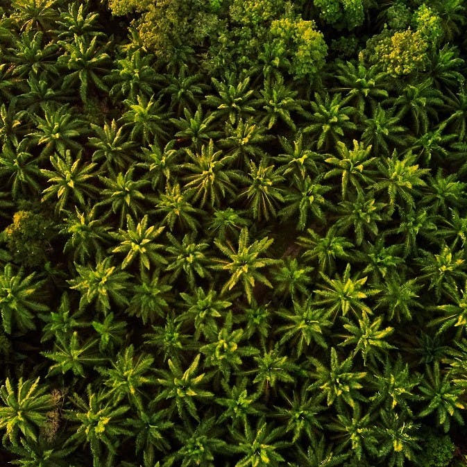 A monoculture plantation for palm oil.