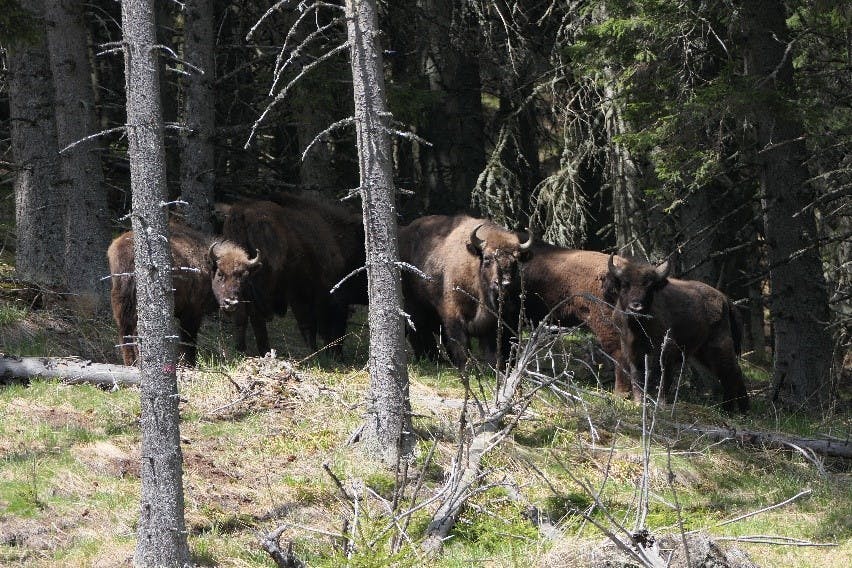 A small herd of bison are reintroduced to the Carpathian Mountains, after more than 200 years since their disappearance from the central forests of Romania. Geroge Monbiot's Feral is an advocate of such reintroductions to help naturally landscape and rewild our countryside.