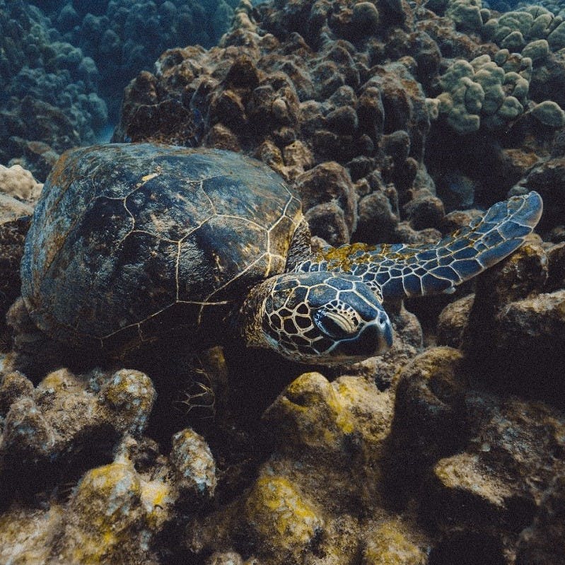 A sea turtle