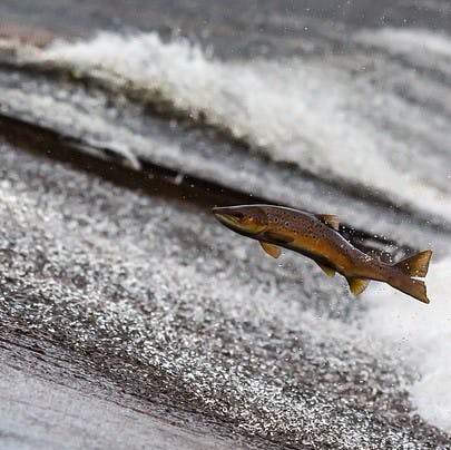 A salmon jumps upstream.