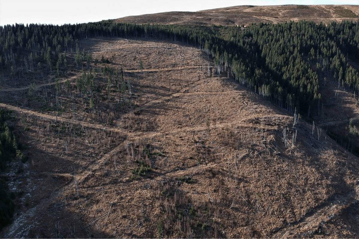 A hillside is clear cut for timber