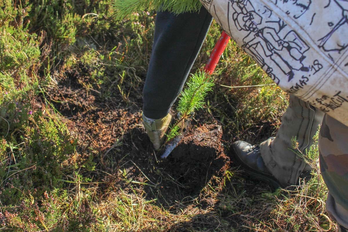 Tree planting in Scotland. Tree planting is one of many ways to help rewild Scotland