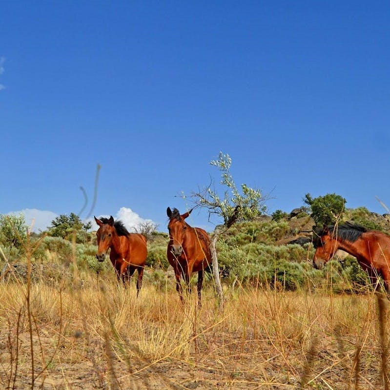 Wild roaming horses at the Faia Brava rewilding reserve, which has vulture watching hides and accommodation within the reserve as part of their nature based tourism strategy.  