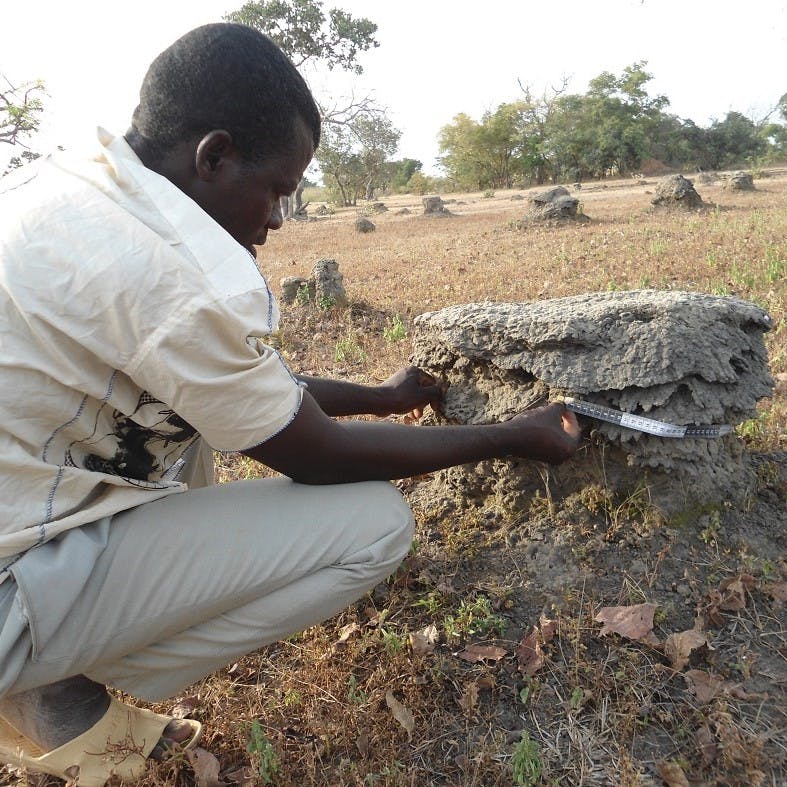 A researcher measuring a termite mound.