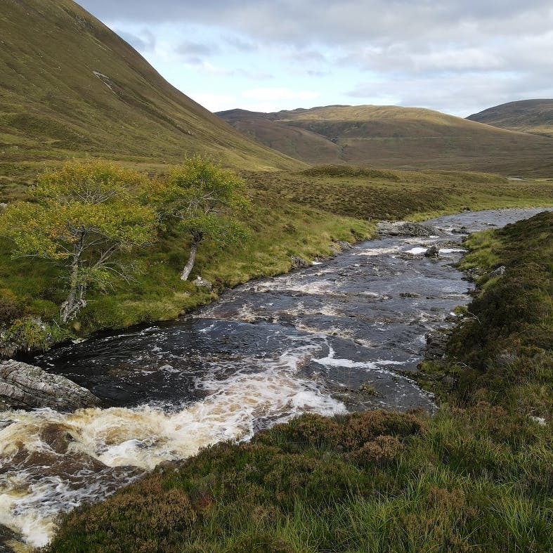 Two aspen trees on a Scottish riverbank in Alladale reserve.