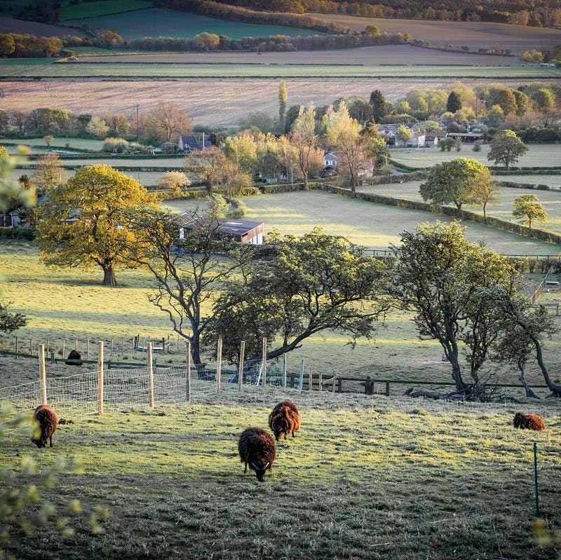 A patchwork of agricultural lands with sheep grazing in the foreground on a frosty morning. 