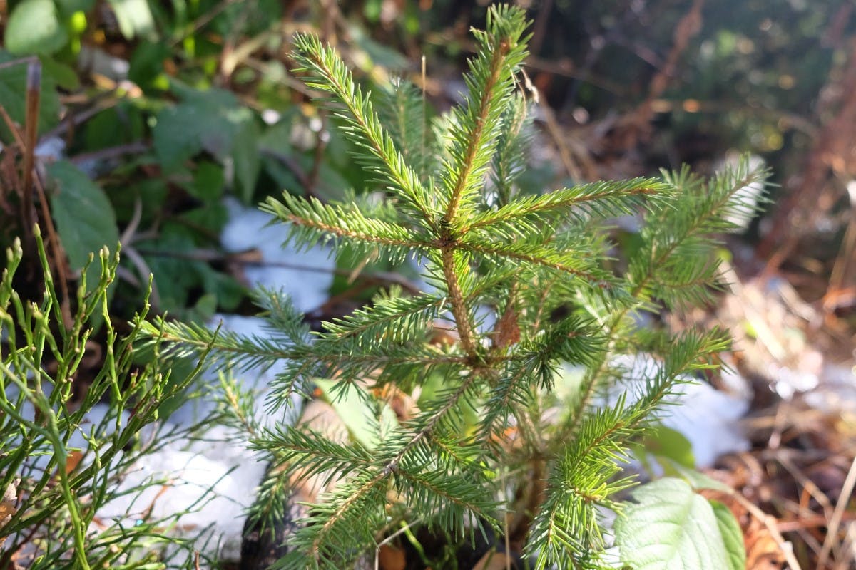 Recently planted sapling at our project area in the Southern Carpathian Mountains.