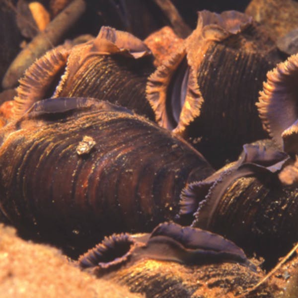 A group of freshwater pearl mussels on the bottom or a river bed