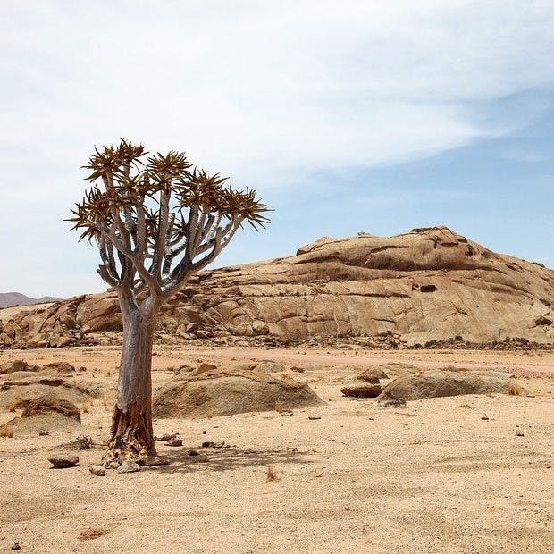 A quiver tree in a desert landscape