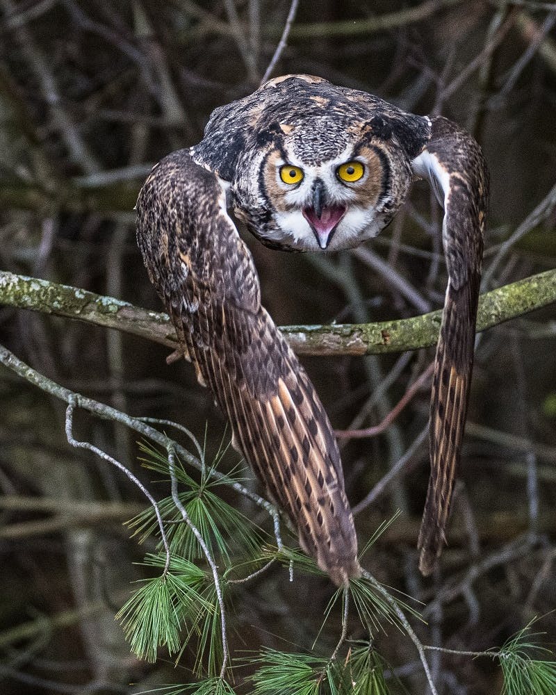An owl in flight with its beak open.