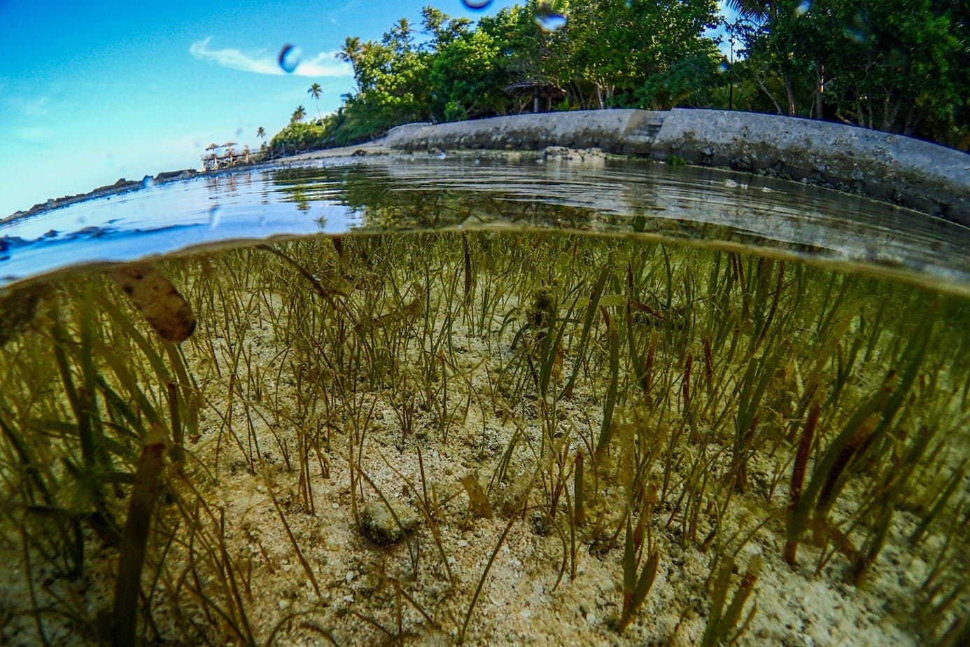 . A beautiful above and below the water image of seagrass. Seagrass has recently been recognised for its significant potential in mitigating climate change