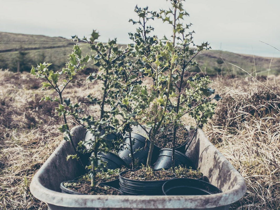 Saplings in a wheelbarrow ready for planting