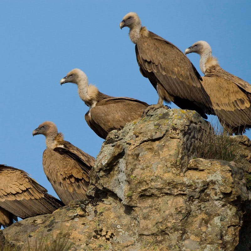 Five griffon vultures perched on a rocky cliff with a blue sky background. 