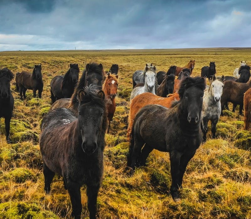 A herd of wild horses stare into the lens in a wild grasslands. Rewilding means bring lost species back to the lands they once roamed.