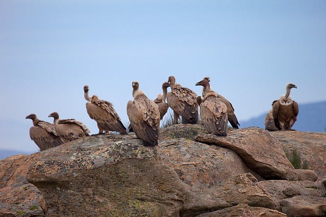Griffon vultures gathered on a rock. Unlike most raptors, griffon vultures  are highly social. Breeding in colonies and feeding in groups. 