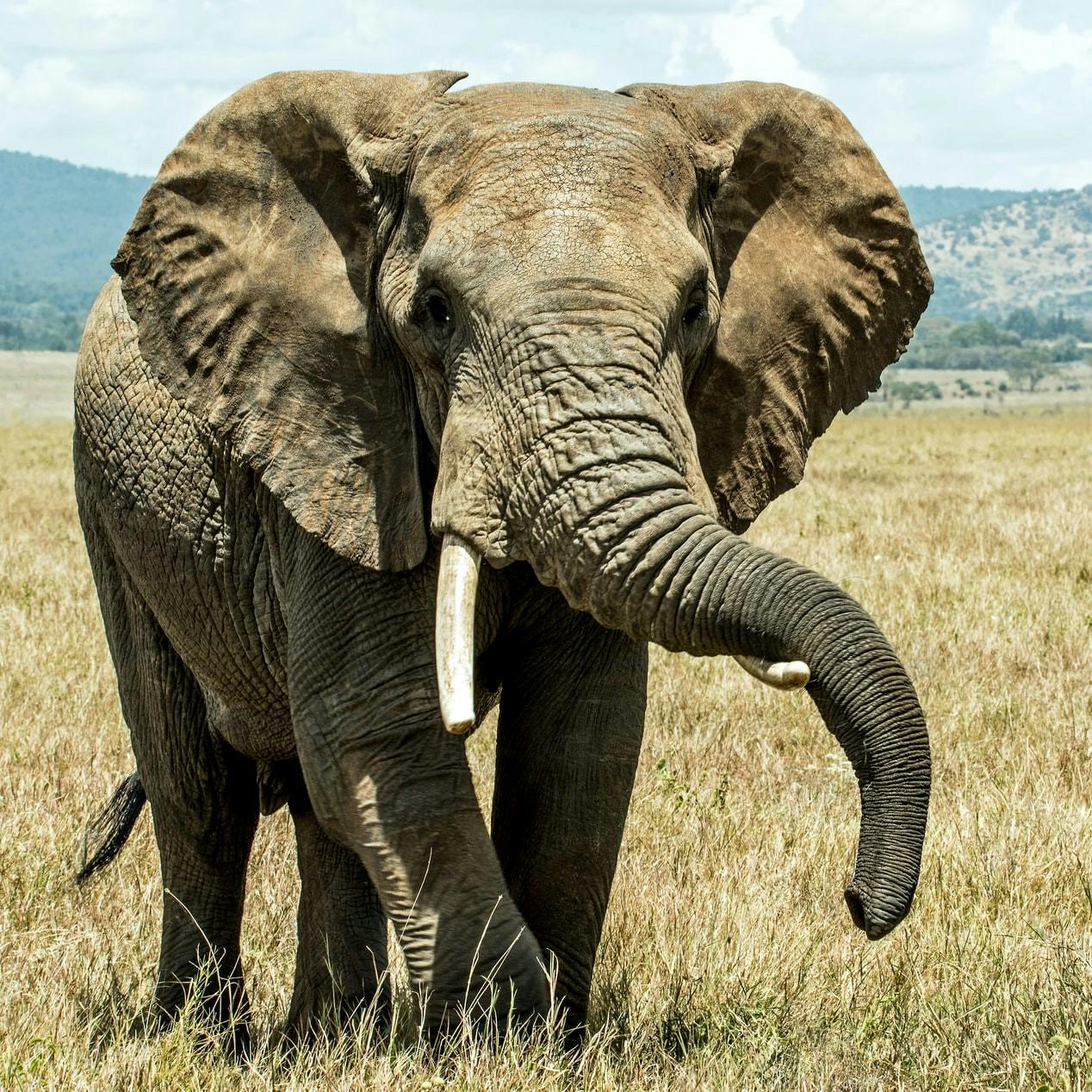 An elephant walks across a field of grass. 