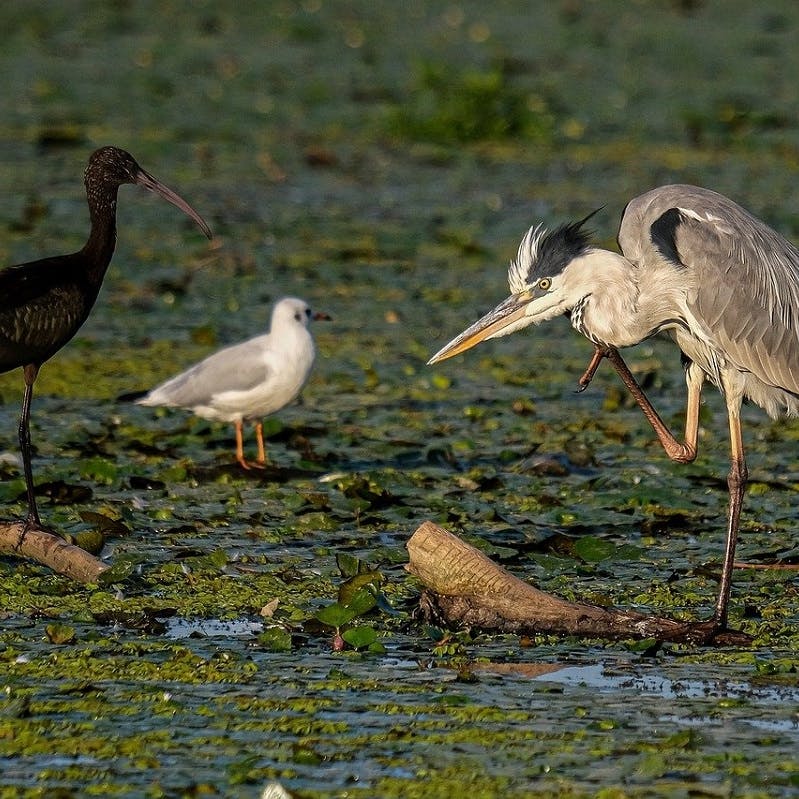A grey heron, an ibis and a gull stand in a pond filled with lily pads.