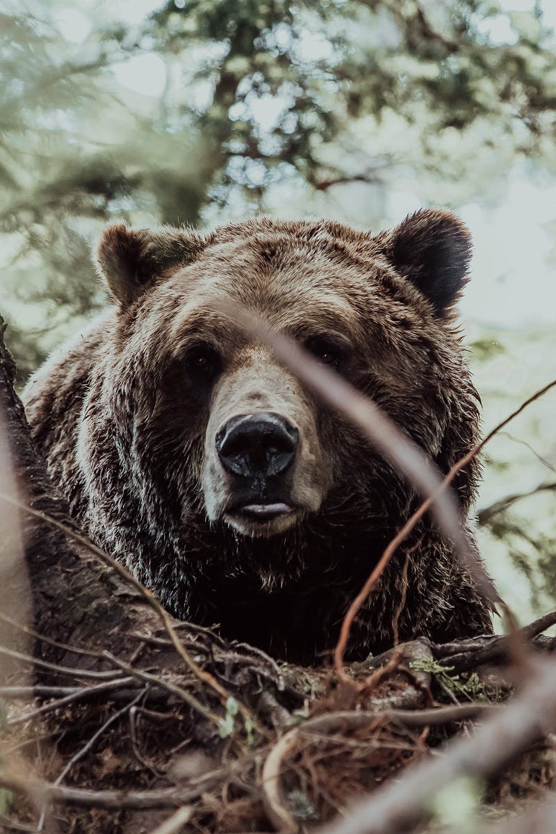 A brown bear stalking through the undergrowth. 