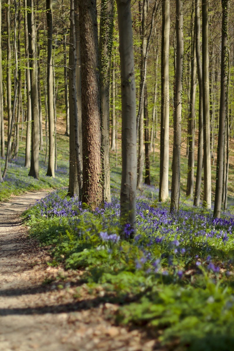 A bluebell woodland in England.