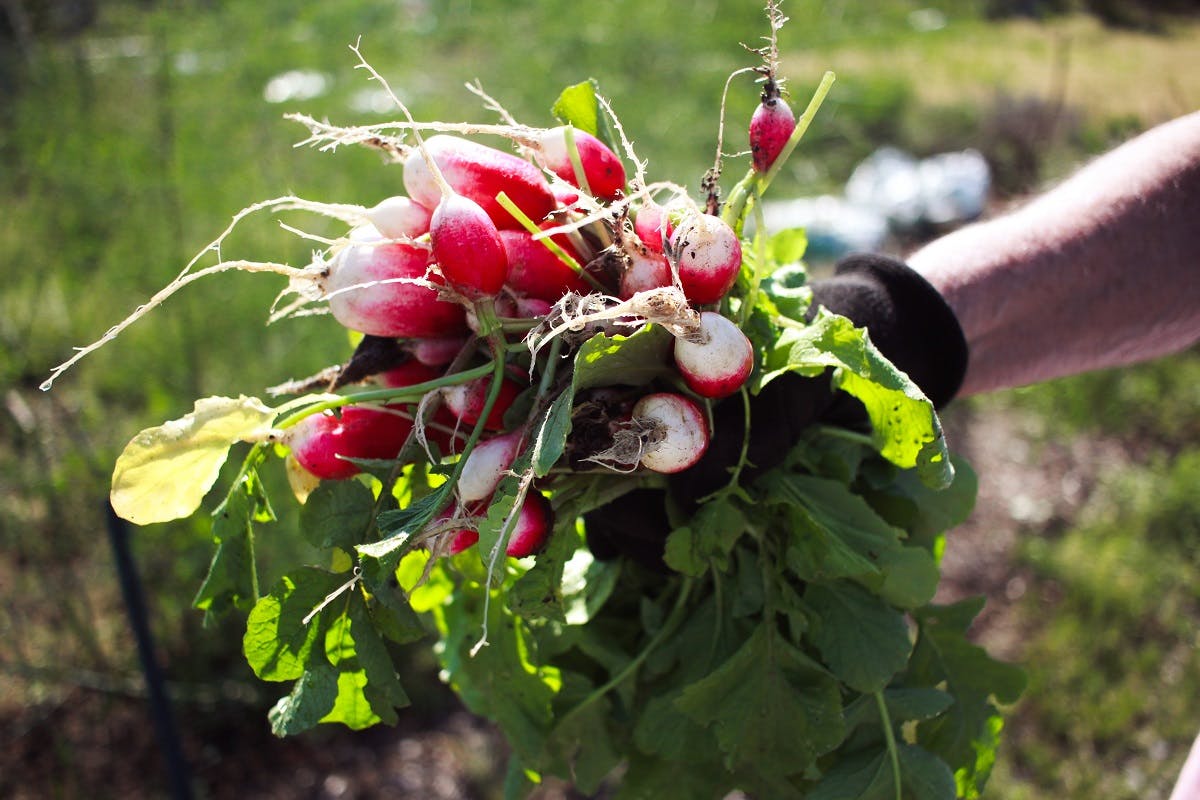 A handful of freshly pulled organic radishes. Growing radishes is an easy win when embarking on your grow your own adventure.