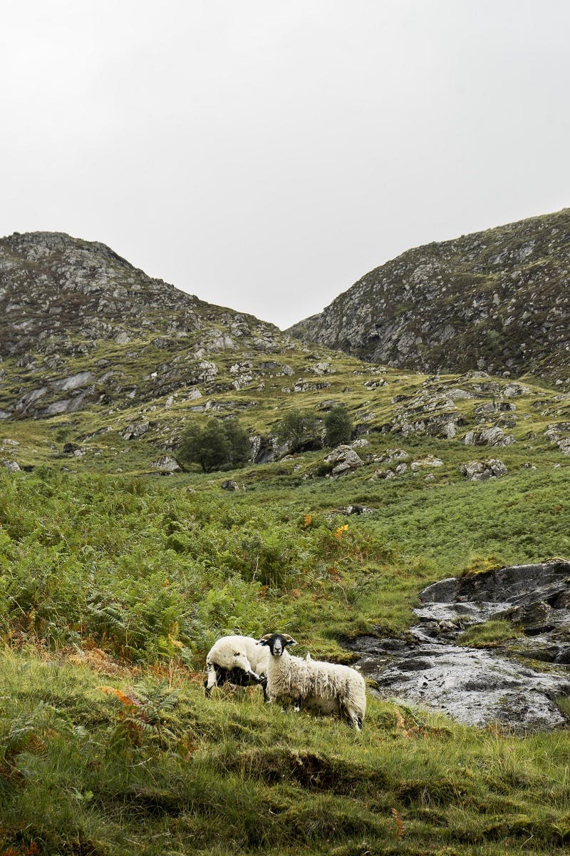 two sheep in the Scottish Highlands