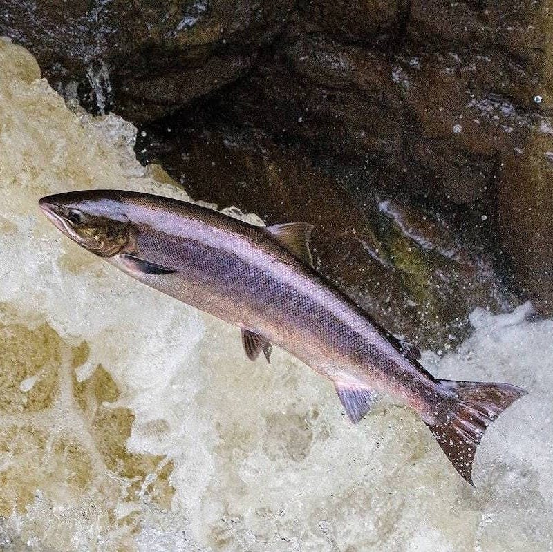 A wild salmon leaps out of a fast running river, a far cry from intensive the salmon farming