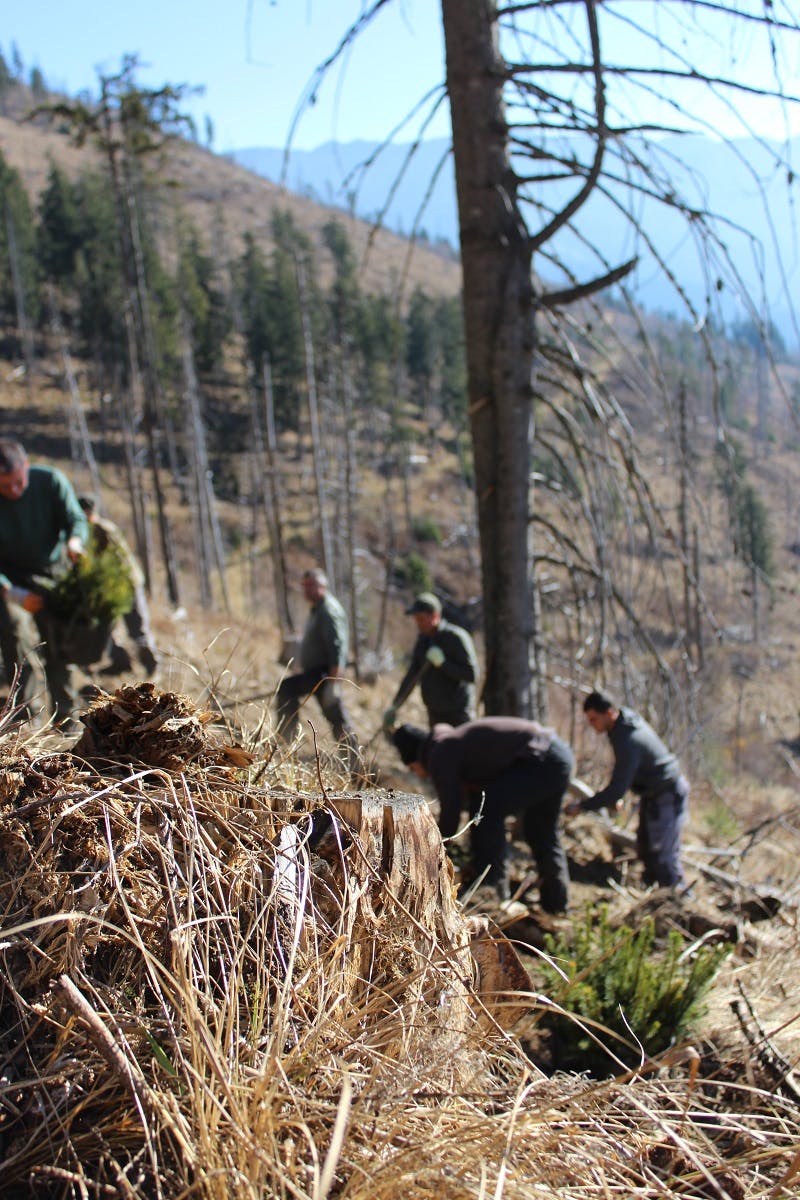 Our tree planting team at work in the Southern Carpathians